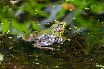 frog in the water