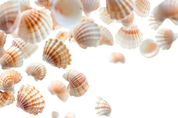 Obraz premium PNG Shells backgrounds seashell conch.
