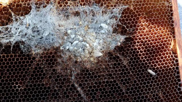 Beekeeper is inspecting a damaged honeycomb frame with evidence of wax moth larvae