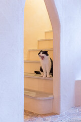 室内の階段であくびをする猫（スコティッシュフォールド）