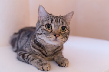 腹ばいになって見上げる猫（アメリカンショートヘア）