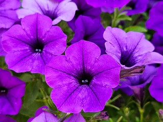 beautiful flowers in the garden. Petunia is a genus in the family Solanaceae, subfamily...