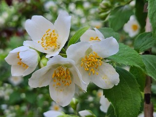Obraz premium Jasmine blossom in the garden. Jasmine buds and flowers macro. Flowers blooming in the streets. View of beautiful jasmine flowers outdoors