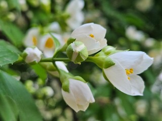 Jasmine blossom in the garden. Jasmine buds and flowers macro. Flowers blooming in the streets. View of beautiful jasmine flowers outdoors