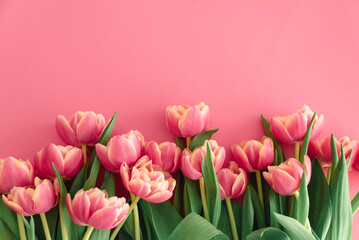 Bouquet of pink tulips on pink background. Anniversary celebration concept. Copy space. Top view