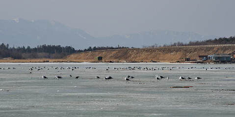 Naklejka premium Russia. The western coast of Sakhalin Island. White sea gulls on the picturesque ice floes of the spring Pacific Ocean.