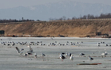 Russia. The western coast of Sakhalin Island. White sea gulls on the picturesque ice floes of the spring Pacific Ocean.