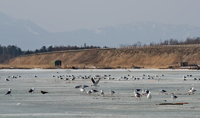 Russia. The western coast of Sakhalin Island. White sea gulls on the picturesque ice floes of the spring Pacific Ocean.