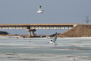 Russia. The western coast of Sakhalin Island. White sea gulls on the picturesque ice floes of the spring Pacific Ocean.