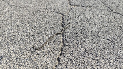 small grass snake on asphalt road