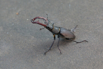 Single stag beetle with big mandibles on a stone slab