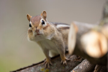 Chipmunk - A curious chipmunk looking at the camera, standing on wood.