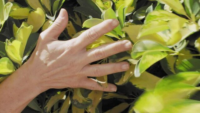 Hand touching green and yellow schefflera leaves.