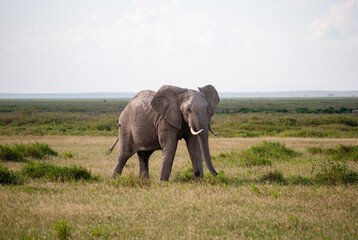 Obraz premium Elefant im Amboseli Nationalpark 