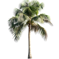 Tropical Isolated Palm Tree on White Background - Exotic Plant