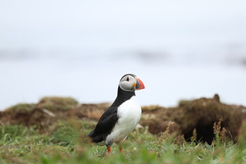 atlantic puffin or common puffin