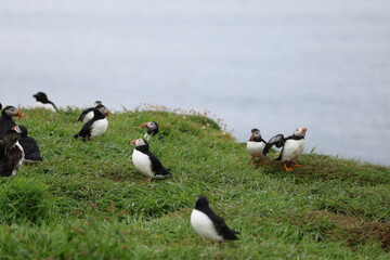 atlantic puffin or common puffin
