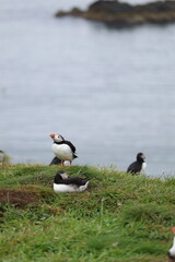 atlantic puffin or common puffin