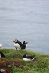 atlantic puffin or common puffin