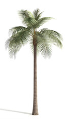 Single Palm Tree Isolated on White Background with Copy Space