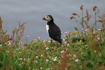 atlantic puffin or common puffin