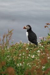 atlantic puffin or common puffin