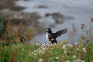 atlantic puffin or common puffin