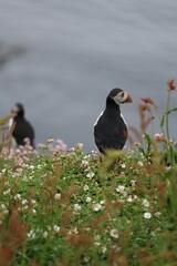atlantic puffin or common puffin