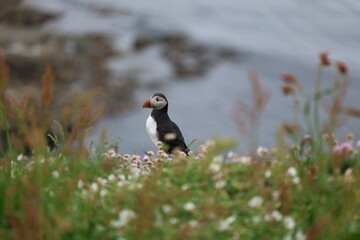 atlantic puffin or common puffin