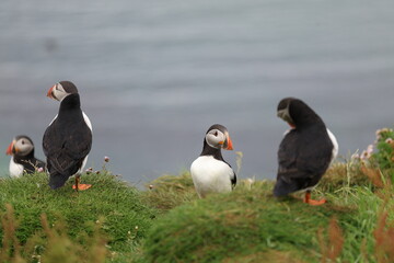 atlantic puffin