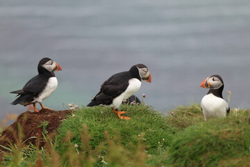 atlantic puffin