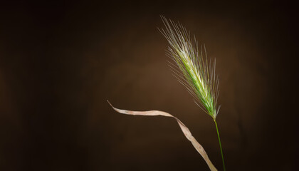 Spikelets of grass. Drying spikelets of grass on a dark background. Copy space. Selective focus