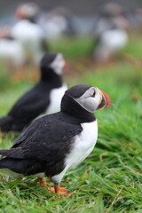 atlantic puffin or common puffin