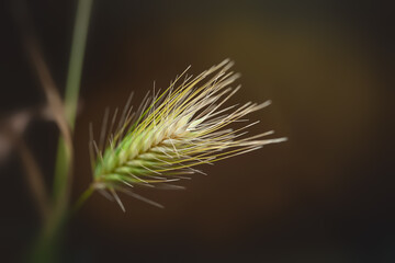 Spikelets of grass. Drying spikelets of grass close-up on a dark background. Selective focus