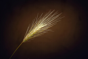 Fototapeta premium Spikelets of grass. Drying grass spikelets on a dark