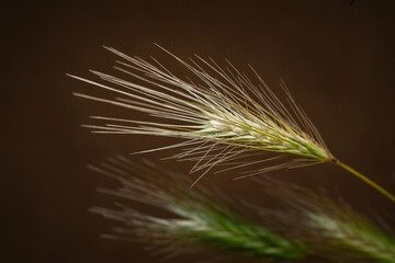 Obraz premium Spikelets of grass. Drying grass spikelets close-up on a dark background