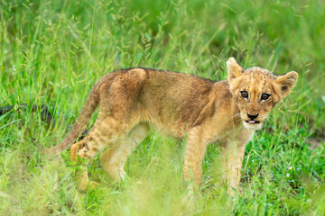 lion, lionceau, Panthera leo, Afrique