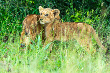 lion, lionceau, Panthera leo, Afrique