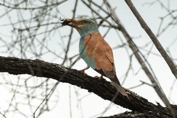 Rollier d'Europe,. Coracias garrulus, European Roller