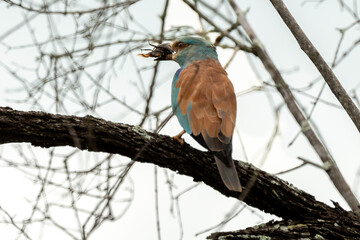 Rollier d'Europe,. Coracias garrulus, European Roller