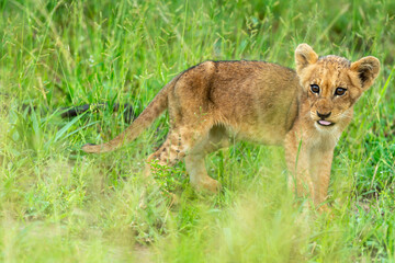 lion, lionceau, Panthera leo, Afrique