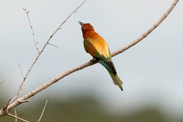 Guêpier d'Europe,.Merops apiaster, European Bee eater