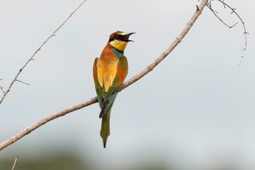 Obraz premium Guêpier d'Europe,.Merops apiaster, European Bee eater