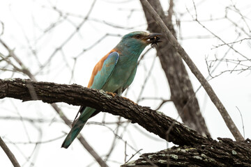 Rollier d'Europe,. Coracias garrulus, European Roller