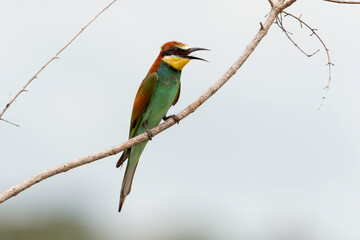 Guêpier d'Europe,.Merops apiaster, European Bee eater
