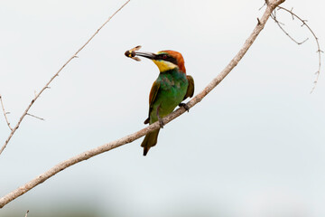 Guêpier d'Europe,.Merops apiaster, European Bee eater