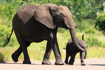 Obraz premium Éléphant d'Afrique, Loxodonta africana, Parc national Kruger, Afrique du Sud
