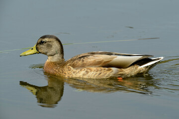 Canard colvert, Anas platyrhynchos, Mallard