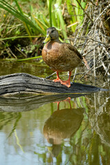 Canard colvert, Anas platyrhynchos, Mallard