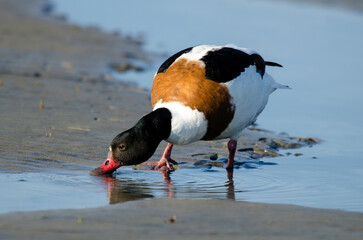 Tadorne de Belon,.Tadorna tadorna, Common Shelduck